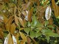 Talisia esculenta